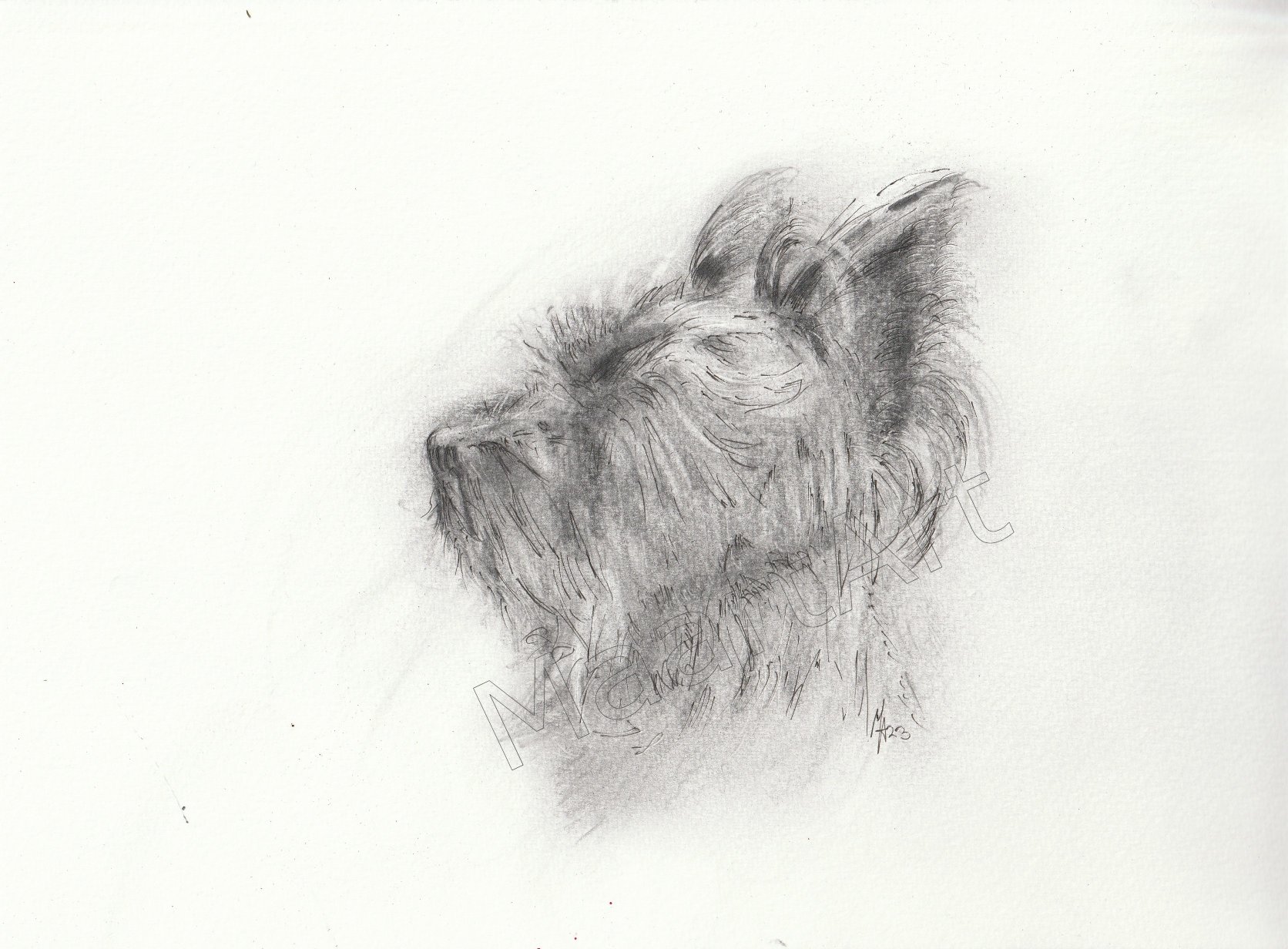 graphite sketch of scruffy dog